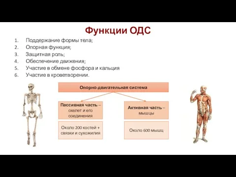 Функции ОДС Поддержание формы тела; Опорная функция; Защитная роль; Обеспечение движения;