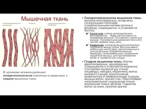 Мышечная ткань Поперечнополосатая мышечная ткань: волокна многоядерные, исчерчены попереч­ными полосами (сократительными