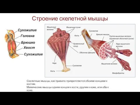 Строение скелетной мышцы Скелетные мышцы, как правило прикрепляются обоими концами к