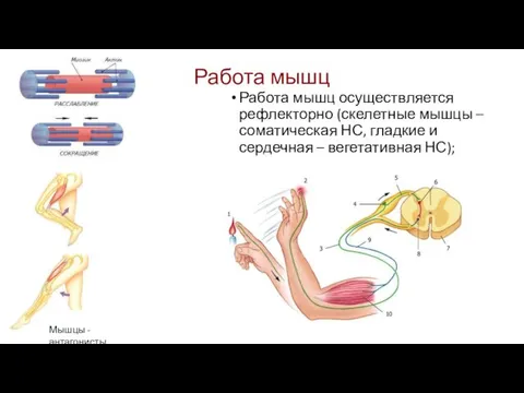 Работа мышц Работа мышц осуществляется рефлекторно (скелетные мышцы – соматическая НС,