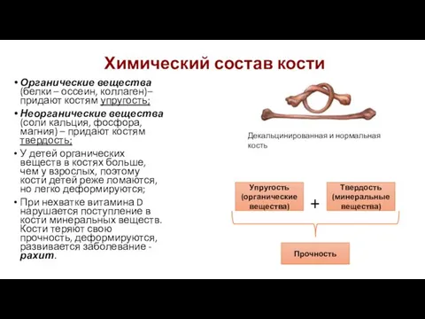 Химический состав кости Органические вещества (белки – оссеин, коллаген)– придают костям