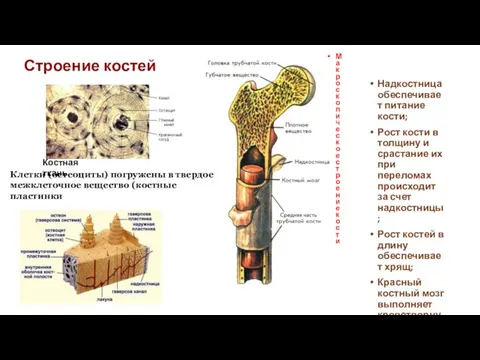 Строение костей Надкостница обеспечивает питание кости; Рост кости в толщину и