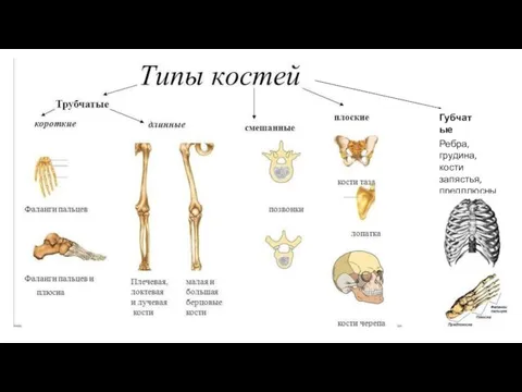 Губчатые Ребра, грудина, кости запястья, предплюсны