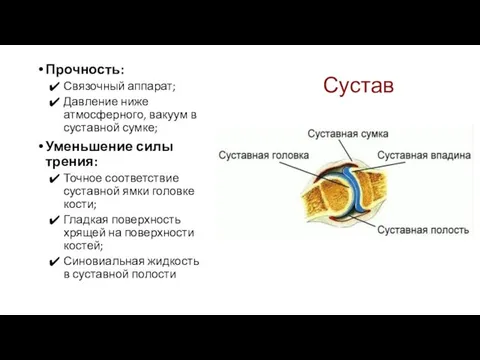 Сустав Прочность: Связочный аппарат; Давление ниже атмосферного, вакуум в суставной сумке;