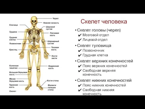 Скелет человека Скелет головы (череп) Мозговой отдел Лицевой отдел Скелет туловища