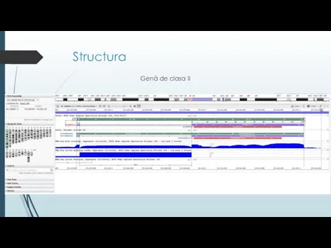 Structura Genă de clasa II