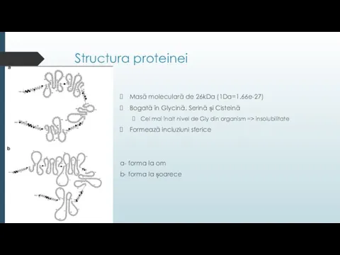 Structura proteinei Masă moleculară de 26kDa (1Da=1.66e-27) Bogată în Glycină, Serină