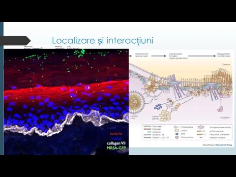 Localizare și interacțiuni