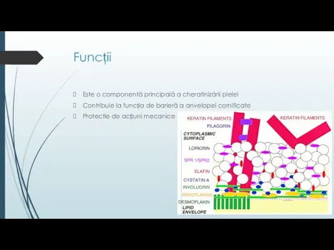 Funcții Este o componentă principală a cheratinizării pielei Contribuie la funcția