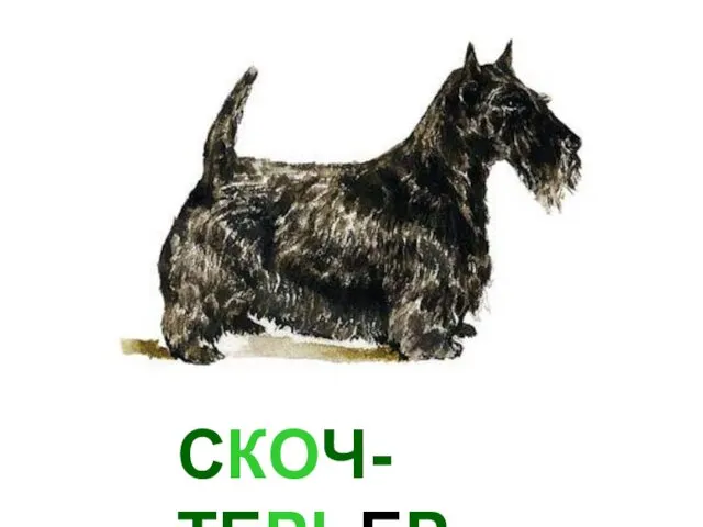 СКОЧ-ТЕРЬЕР