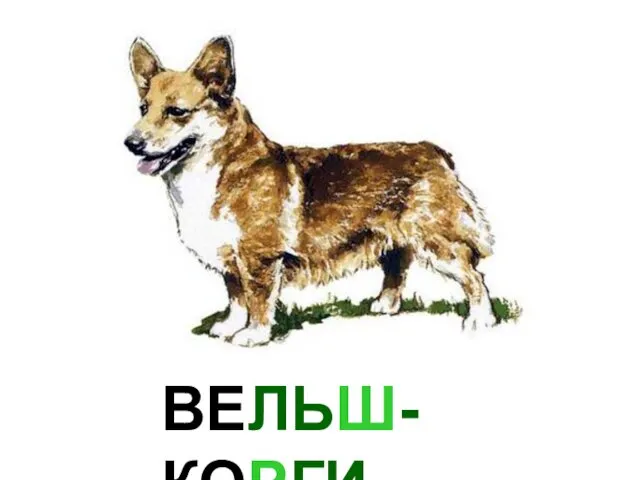 ВЕЛЬШ-КОРГИ