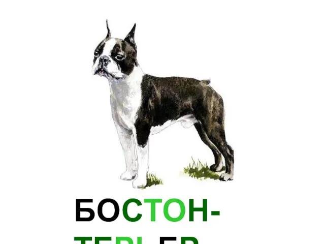 БОСТОН-ТЕРЬЕР