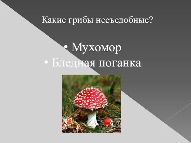 Какие грибы несъедобные? Мухомор Бледная поганка