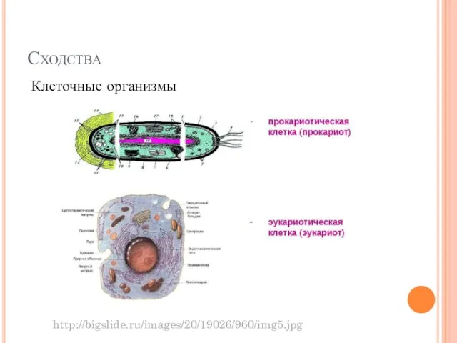 Сходства http://bigslide.ru/images/20/19026/960/img5.jpg Клеточные организмы