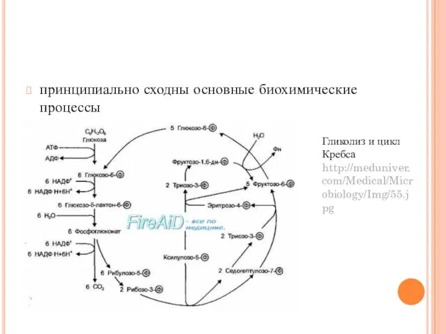 принципиально сходны основные биохимические процессы Гликолиз и цикл Кребса http://meduniver.com/Medical/Microbiology/Img/55.jpg