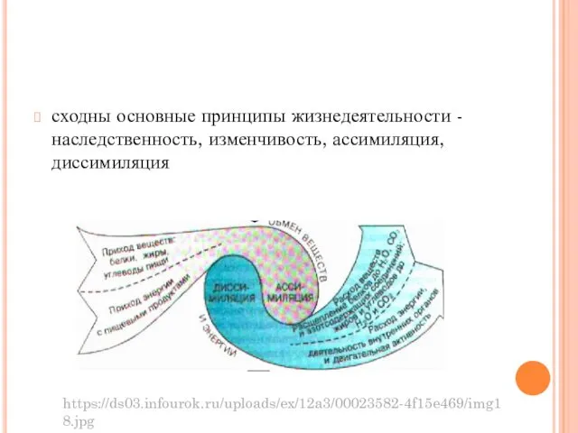 сходны основные принципы жизнедеятельности - наследственность, изменчивость, ассимиляция, диссимиляция https://ds03.infourok.ru/uploads/ex/12a3/00023582-4f15e469/img18.jpg