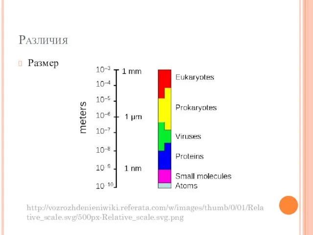 Различия Размер http://vozrozhdenieniwiki.referata.com/w/images/thumb/0/01/Relative_scale.svg/500px-Relative_scale.svg.png