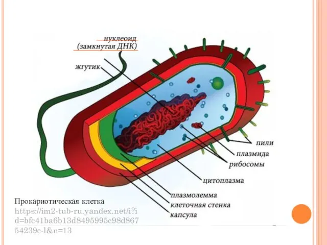 Прокариотическая клетка https://im2-tub-ru.yandex.net/i?id=bfc41ba6b13d8495995c98d86754239c-l&n=13