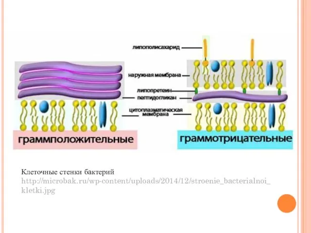 Клеточные стенки бактерий http://microbak.ru/wp-content/uploads/2014/12/stroenie_bacterialnoi_kletki.jpg