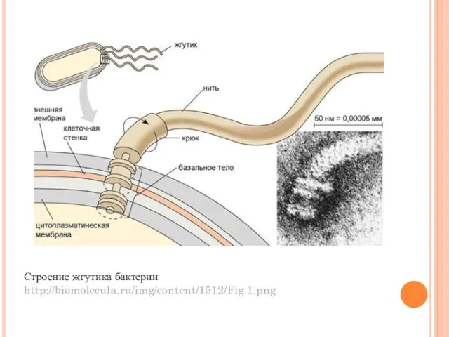 Строение жгутика бактерии http://biomolecula.ru/img/content/1512/Fig.1.png