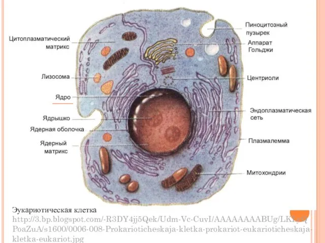 Эукариотическая клетка http://3.bp.blogspot.com/-R3DY4jj5Qek/Udm-Vc-CuvI/AAAAAAAABUg/LKLyQPoaZuA/s1600/0006-008-Prokarioticheskaja-kletka-prokariot-eukarioticheskaja-kletka-eukariot.jpg