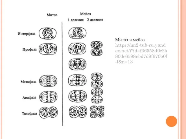 Митоз и мейоз https://im2-tub-ru.yandex.net/i?id=f36558d0c2b80de6598ebd7d9f670b0f-l&n=13