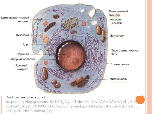 Эукариотическая клетка http://3.bp.blogspot.com/-R3DY4jj5Qek/Udm-Vc-CuvI/AAAAAAAABUg/LKLyQPoaZuA/s1600/0006-008-Prokarioticheskaja-kletka-prokariot-eukarioticheskaja-kletka-eukariot.jpg