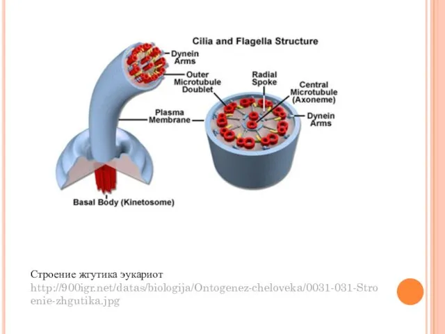 Строение жгутика эукариот http://900igr.net/datas/biologija/Ontogenez-cheloveka/0031-031-Stroenie-zhgutika.jpg