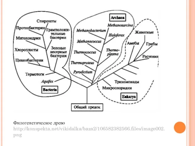 Филогенетическое древо http://konspekta.net/vikidalka/baza2/106582382566.files/image002.png