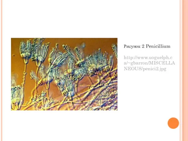 Рисунок 2 Penicillium http://www.uoguelph.ca/~gbarron/MISCELLANEOUS/penici2.jpg