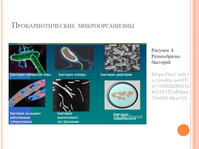 Прокариотические микроорганизмы Рисунок 4 Разнообразие бактерий https://im1-tub-ru.yandex.net/i?id=70583b0831f4bc113727afbdaa70a5b3-l&n=13