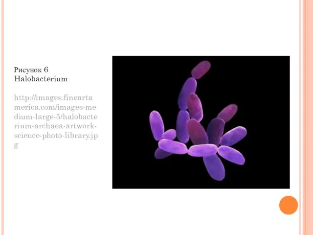 Рисунок 6 Halobacterium http://images.fineartamerica.com/images-medium-large-5/halobacterium-archaea-artwork-science-photo-library.jpg