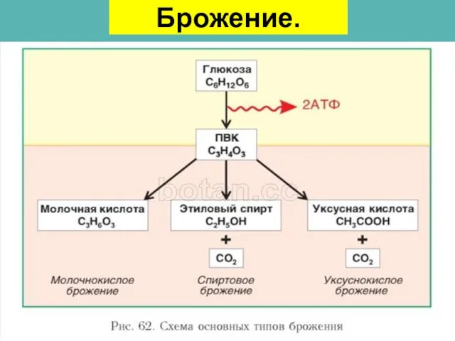 Брожение.