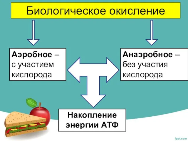 Биологическое окисление Аэробное – с участием кислорода Анаэробное – без участия кислорода Накопление энергии АТФ