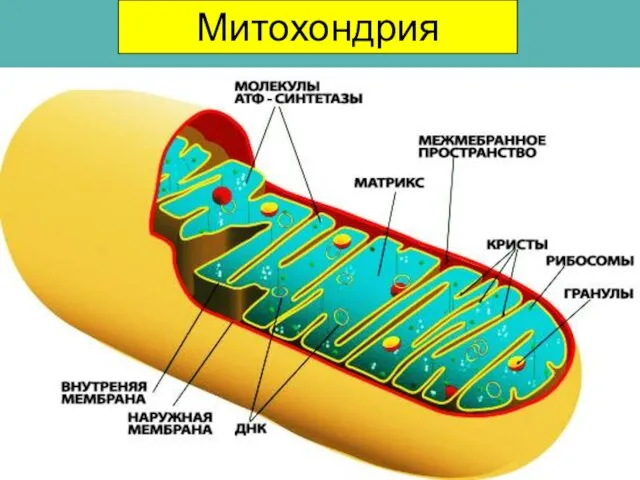 Митохондрия