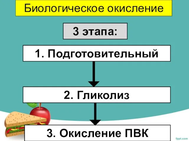 Биологическое окисление 3 этапа: 1. Подготовительный 2. Гликолиз 3. Окисление ПВК