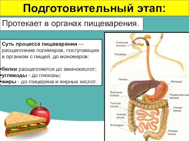 Протекает в органах пищеварения. Подготовительный этап: Суть процесса пищеварения — расщепление