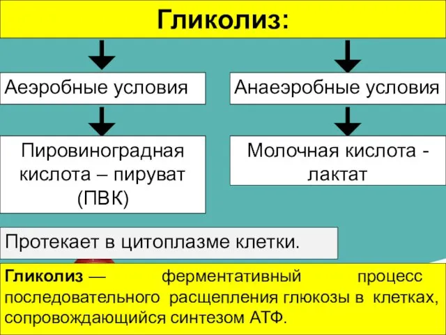 Гликолиз — ферментативный процесс последовательного расщепления глюкозы в клетках, сопровождающийся синтезом