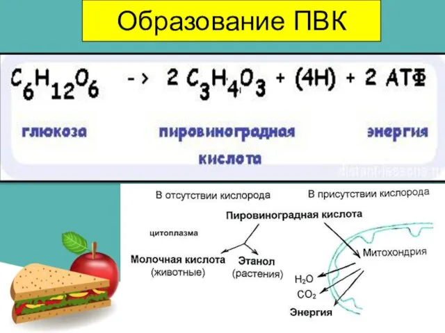 Образование ПВК