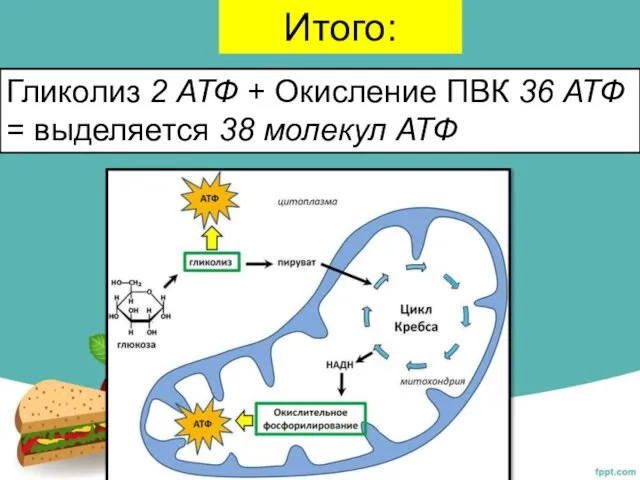 Итого: Гликолиз 2 АТФ + Окисление ПВК 36 АТФ = выделяется 38 молекул АТФ