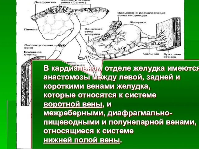 В кардиальном отделе желудка имеются анастомозы между левой, задней и короткими