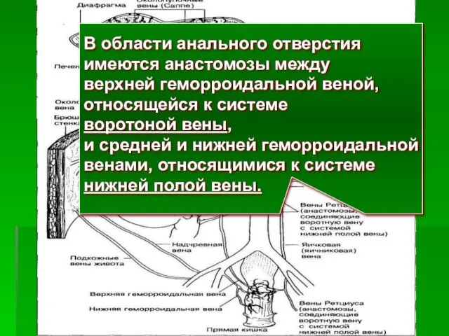 В области анального отверстия имеются анастомозы между верхней геморроидальной веной, относящейся