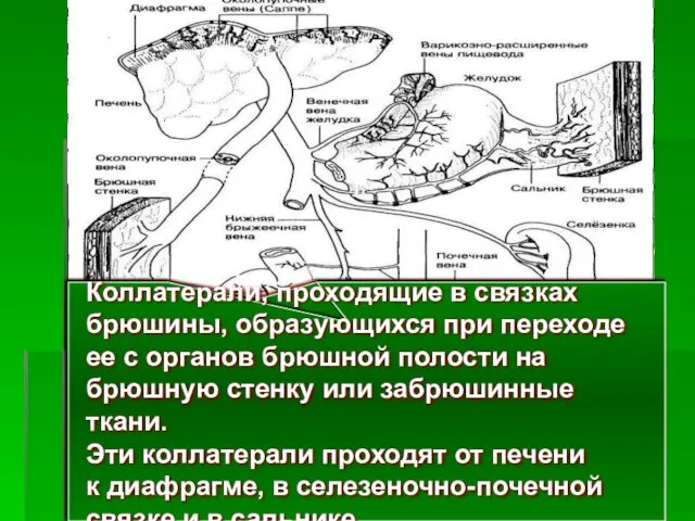 Коллатерали, проходящие в связках брюшины, образующихся при переходе ее с органов