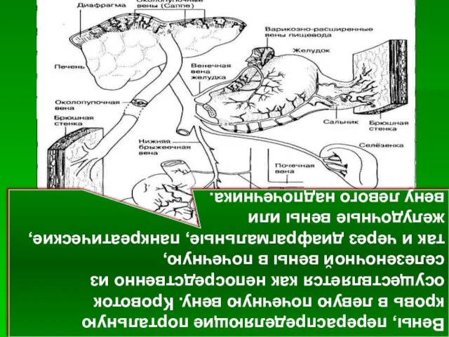 Вены, перераспределяющие портальную кровь в левую почечную вену. Кровоток осуществляется как