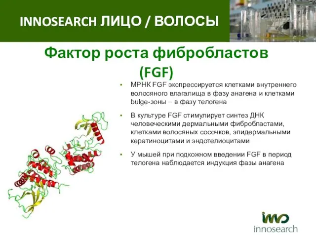 Фактор роста фибробластов (FGF) МРНК FGF экспрессируется клетками внутреннего волосяного влагалища