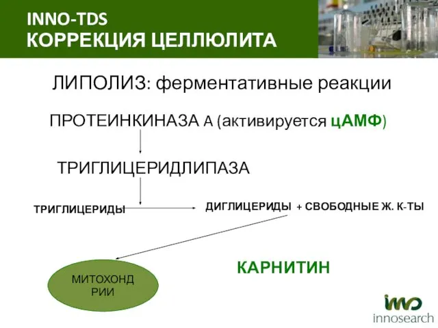 ЛИПОЛИЗ: ферментативные реакции ПРОТЕИНКИНАЗА A (активируется цАМФ) ТРИГЛИЦЕРИДЛИПАЗА ТРИГЛИЦЕРИДЫ ДИГЛИЦЕРИДЫ +