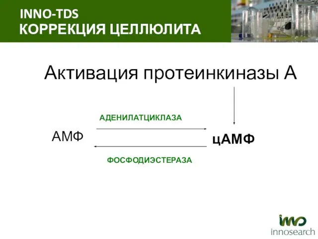 Активация протеинкиназы А АМФ цАМФ АДЕНИЛАТЦИКЛАЗА ФОСФОДИЭСТЕРАЗА INNO-TDS КОРРЕКЦИЯ ЦЕЛЛЮЛИТА