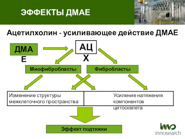 Ацетилхолин - усиливающее действие ДМАЕ ЭФФЕКТЫ ДМАЕ