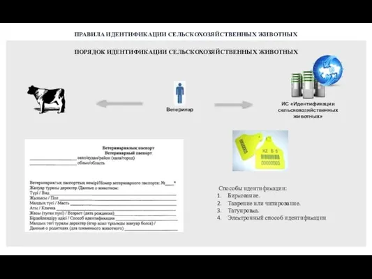 ПОРЯДОК ИДЕНТИФИКАЦИИ СЕЛЬСКОХОЗЯЙСТВЕННЫХ ЖИВОТНЫХ ПРАВИЛА ИДЕНТИФИКАЦИИ СЕЛЬСКОХОЗЯЙСТВЕННЫХ ЖИВОТНЫХ Способы идентификации: Биркование.