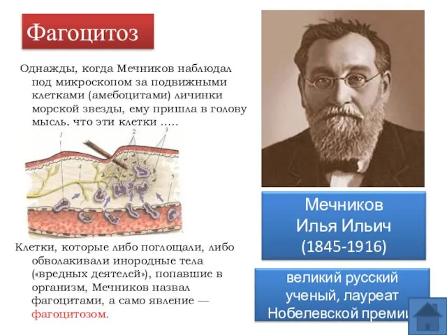 Фагоцитоз Однажды, когда Мечников наблюдал под микроскопом за подвижными клетками (амебоцитами)